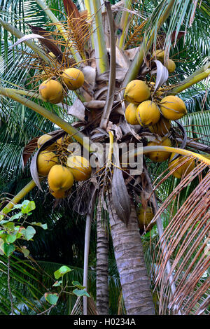 Kokospalme (Cocos nucifera), Kokosnüsse auf einem Baum, Indonesien, Bali Stockfoto