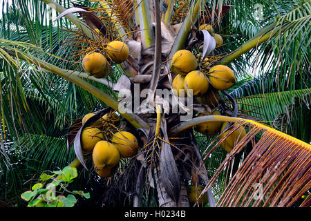 Kokospalme (Cocos nucifera), Kokosnüsse auf einem Baum, Indonesien, Bali Stockfoto