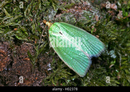 Pea-grüne Eiche curl, grüne Eiche, Eiche tortrix leafroller, grüne Eiche, Eiche (tortrix Tortrix viridana), auf moosigen Rinde, Deutschland Stockfoto