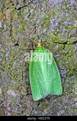 Pea-grüne Eiche curl, grüne Eiche, Eiche tortrix leafroller, grüne Eiche, Eiche (tortrix Tortrix viridana), auf moosigen Rinde, Deutschland Stockfoto