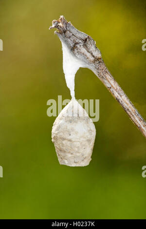 Liocranid sac Spider (Agroeca brunnea), Ei sac, Deutschland Stockfoto