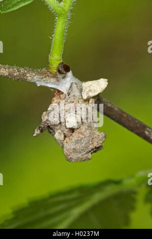 Liocranid sac Spider (Agroeca brunnea), Ei sac, Deutschland Stockfoto