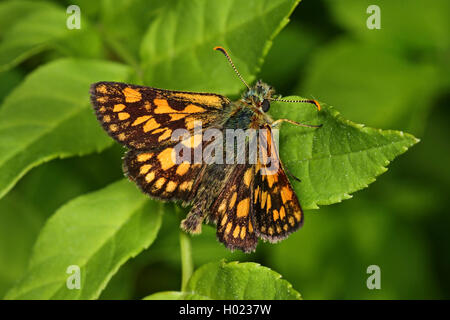 Checkered Skipper, Arktis Skipper (Carterocephalus palaemon, Pamphila palaemon), sitzt auf einem Blatt, Deutschland Stockfoto