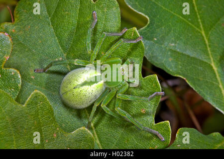 Grüne huntsman Spider, Green Spider (Micrommata Micrommata virescens, rosea, Micrommata roseum, Micrommata Viridissima), weiblich, Deutschland Stockfoto