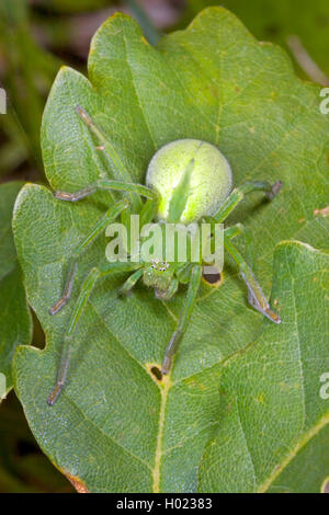 Grüne huntsman Spider, Green Spider (Micrommata Micrommata virescens, rosea, Micrommata roseum, Micrommata Viridissima), weiblich, Deutschland Stockfoto