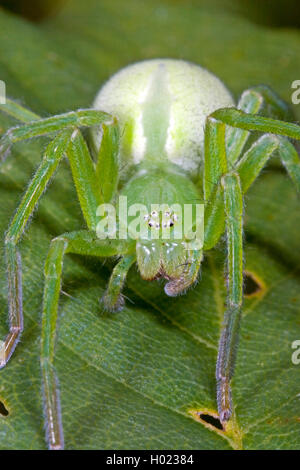 Grüne huntsman Spider, Green Spider (Micrommata Micrommata virescens, rosea, Micrommata roseum, Micrommata Viridissima), weiblich, Deutschland Stockfoto