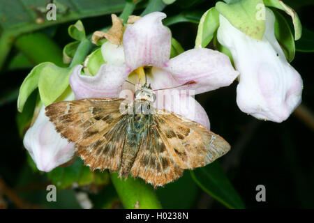 Malve skipper (Carcharodus alceae), saugt Nektar von einer Blume, Deutschland Stockfoto
