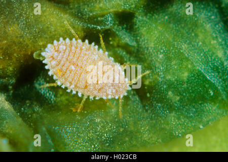 Citrus mealybug, Gemeinsame mealybug, Zitrusfrüchte (Pseudococcus citri, Planococcus citri, Dactylopius citri), Weibliche Stockfoto