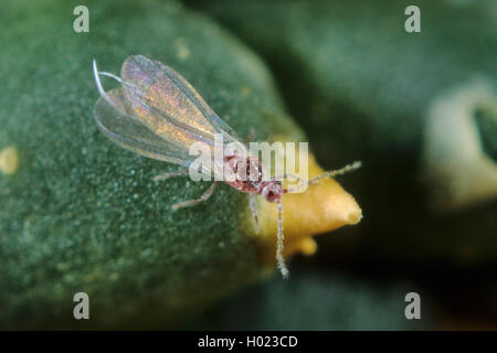 Citrus mealybug, Gemeinsame mealybug, Zitrusfrüchte (Pseudococcus citri, Planococcus citri, Dactylopius citri), männlich Stockfoto