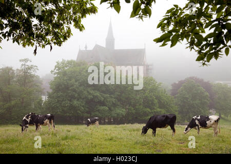 Kühe auf der Weide und Altenberger Dom im Nebel, Deutschland, Nordrhein-Westfalen, Bergisches Land, Odenthal Stockfoto