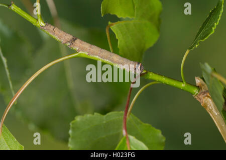 Clifden Raiders (Catocala fraxini), Caterpillar Fütterung auf Pappel, Deutschland Stockfoto