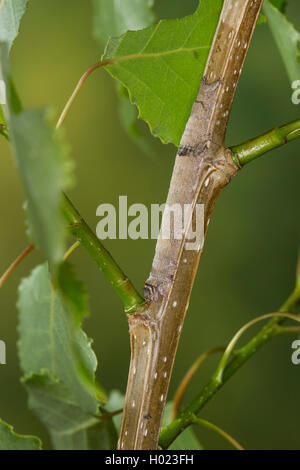 Clifden Raiders (Catocala fraxini), Caterpillar Fütterung auf Pappel, Deutschland Stockfoto