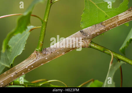 Clifden Raiders (Catocala fraxini), Caterpillar Fütterung auf Pappel, Deutschland Stockfoto