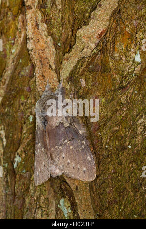 Lobster Moth (Stauropus fagi), Erwachsene auf die Rinde, Deutschland Stockfoto