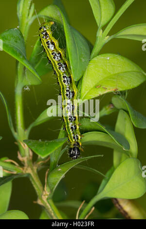 Box Tree Motte (Glyphodes perspectalis, Cydalima perspectalis), Caterpillar Fütterung auf, Baum, Deutschland Stockfoto