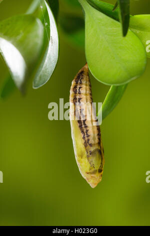 Box Tree Motte (Glyphodes perspectalis, Cydalima perspectalis), Puppe auf Box Baum, Deutschland Stockfoto