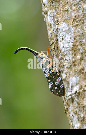 Lanternfly, Laterne fliy fulgorid planthopper (Fragiolosum spec.), an einem Baumstamm, Thailand