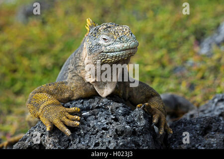 Galapagos land Iguana (Conolophus subcristatus), auf einem Stein saß, Ecuador, Galapagos Inseln, Plaza Sur Stockfoto