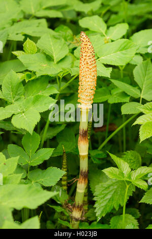 Große Ackerschachtelhalm (Equisetum telmateia, Equisetum telmateja, Equisetum maximum), Kegel, Deutschland, Bayern, Innaue Stockfoto