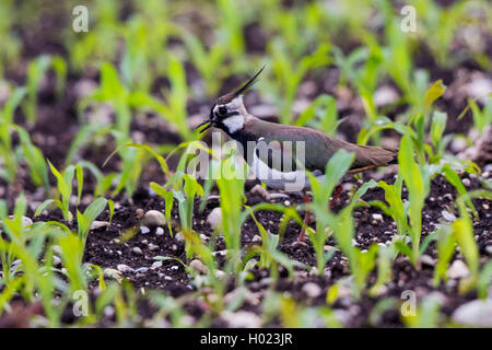 Northern Kiebitz (Vanellus vanellus) in einem Maisfeld Aufruf, Deutschland, Bayern, Erdinger Moos Stockfoto