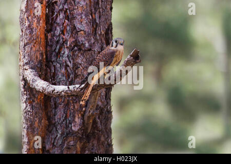 Amerikanische Turmfalke (Falco sparverius), Männchen auf den Ausblick, USA, Arizona, Flagstaff Stockfoto