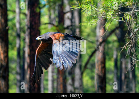 Harris Hawk (Parabuteo unicinctus), im Flug, USA, Arizona, Flagstaff Stockfoto