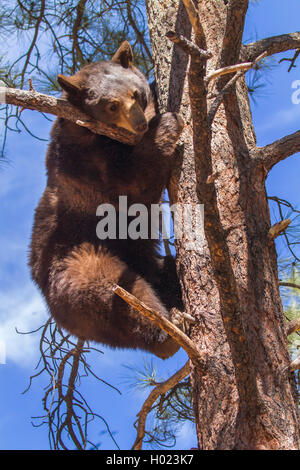 Amerikanischer Schwarzbär (Ursus americanus), klettert hinunter eine hohe Kiefer, USA, Arizona, bearizona Wildlife Park, Flagstaff Stockfoto