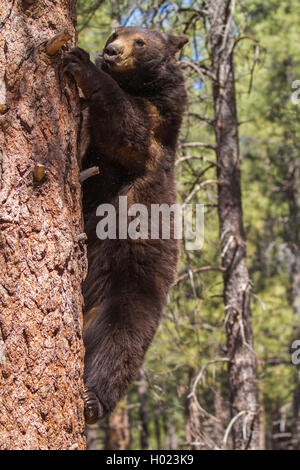 Amerikanischer Schwarzbär (Ursus americanus), klettert hinunter eine hohe Kiefer, USA, Arizona, bearizona Wildlife Park, Flagstaff Stockfoto