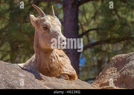 Dickhornschafe, Amerikanische Bighorn, Berg Schafe (Ovis canadensis), Lamm, USA, Arizona, bearizona Wildlife Park Stockfoto