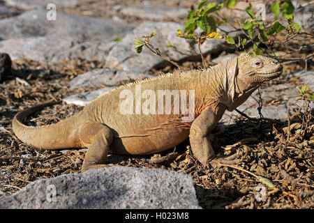 Barrington Land Iguana, Santa Fe Land Iguana (Conolophus pallidus), auf dem Boden sitzend, Ecuador, Galapagos Inseln, Santa Fe Stockfoto