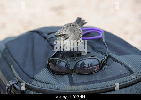 Hood Spottdrossel, Espanola mockingbird (Nesomimus macdonaldi parvulus, Nesomimus macdonaldi), ist in Sonnenbrille auf ein Foto Rucksack, Ecuador, Galapagos Inseln interessiert, Espanola Stockfoto