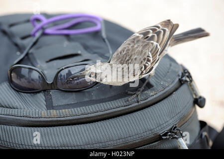 Hood Spottdrossel, Espanola mockingbird (Nesomimus macdonaldi parvulus, Nesomimus macdonaldi), ist in Sonnenbrille auf ein Foto Rucksack, Ecuador, Galapagos Inseln interessiert, Espanola Stockfoto