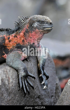 Espanola Marine iguana (Amblyrhynchus cristatus venustissimus, Amblyrhynchus cristatus ssp. venustissimus), Marine iguana liegen auf einem Felsen an der Küste, Seitenansicht, Ecuador, Galapagos Inseln, Espanola Stockfoto