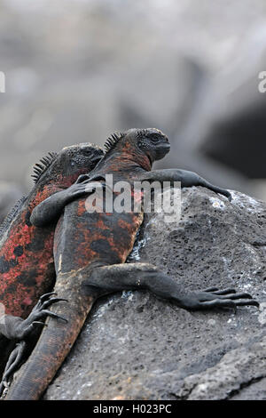 Espanola Marine iguana (Amblyrhynchus cristatus venustissimus, Amblyrhynchus cristatus ssp. venustissimus), zwei meerechsen zusammen liegen auf einem Felsen an der Küste, Ecuador, Galapagos Inseln, Espanola Stockfoto