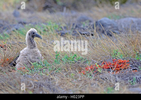 Winkte Albatross, Galapagos Albatrosse (Diomedea irrorata, Phoebastria irrorata), squeeker, Ecuador, Galapagos Inseln, Espanola Stockfoto