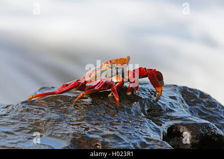 Sally Lightfoot Crab, gesprenkelte shore Crab (Grapsus grapsus), auf einem Stein am Meer, Ecuador, Galapagos Inseln, Espanola Stockfoto