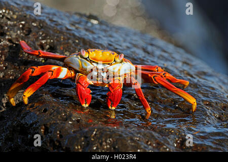 Sally lightfoot Krabben, fleckige Shore Crab (Grapsus Grapsus), auf einem Stein, Ecuador, Galapagos-Inseln, Espanola Stockfoto