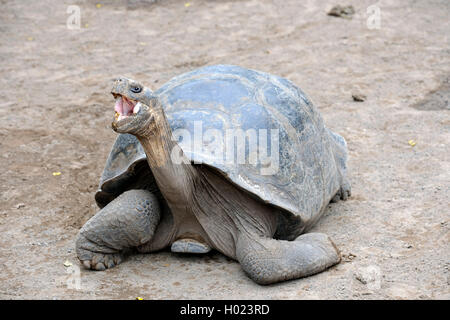 Galapagos Schildkröte, Galapagos-Riesenschildkröte (Guntheri) (Chelonodis Nigra Guntheri Guntheri Geochelone Elephantopus, Geochelone Nigra Guntheri, Testudo Elephantopus Guntheri, Chelonoides Elephantopus Guntheri), mit weit offenem Mund Ecuador, Galapagos-Inseln, Isabela, Puerto Villamil Stockfoto