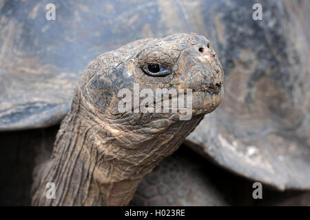 Galapagos-Schildkröte, Galapagos-Riesenschildkröte (Guntheri) (Chelonodis Nigra Guntheri Guntheri Geochelone Elephantopus, Geochelone Nigra Guntheri, Testudo Elephantopus Guntheri, Chelonoides Elephantopus Guntheri), Porträt, Ecuador, Galapagos-Inseln, Isabela, Puerto Villamil Stockfoto