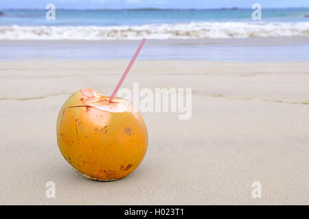 Frische Kokosnuss mit Trinkhalm am Strand, Ecuador, Galapagos Inseln Stockfoto