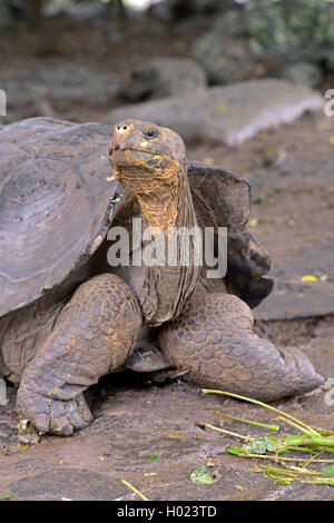 Galapagos Schildkröte, Galapagos Riesenschildkröte (chathamensis) (Chelonodis nigra chathamensis, Geochelone elephantopus chathamensis, Geochelone nigra chathamensis, Testudo elephantopus elephantopus, chathamensis Chelonoides chathamensis), Frontalansicht, Ecuador, Galapagos Inseln, San Cristobal Stockfoto