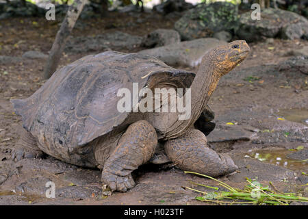 Galapagos Schildkröte, Galapagos Riesenschildkröte (chathamensis) (Chelonodis nigra chathamensis, Geochelone elephantopus chathamensis, Geochelone nigra chathamensis, Testudo elephantopus elephantopus, chathamensis Chelonoides chathamensis), Frontalansicht, Ecuador, Galapagos Inseln, San Cristobal Stockfoto