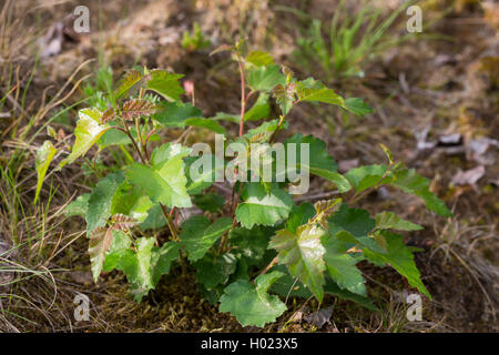 Gemeinsame Birke, Silver Birch, weiße Birke, Birke (Betula pendula, Betula Alba), Jungpflanzen, Deutschland Stockfoto