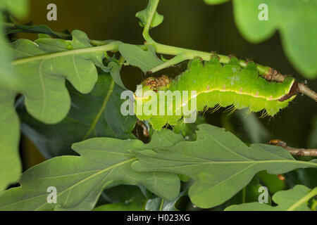 Japanese Silk Moth, Japanische Eiche silkmoth (Antheraea yamamai), Caterpillar Fütterung auf Eiche, Deutschland Stockfoto