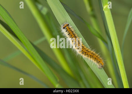 Lappet Motte (Lasiocampa eversmanni, Pachygastria eversmanni, Lasiocampa aucta, Gasteropacha eversmanni), Caterpillar Fütterung auf Gras, Deutschland Stockfoto