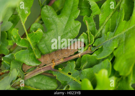 Rothaarige Kastanie (Conistra erythrocephala, Dasycampa erythrocephala), Caterpillar Fütterung auf einer Eiche, Deutschland Stockfoto