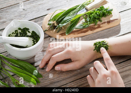 Buckhorn Wegerich, Englisches Wegerich, Spitzwegerich, rib Gras, Welligkeit Gras (Plantago Integrifolia), shred Blätter von buckhorn Wegerich verlegt auf einem mückenstich, Deutschland Stockfoto