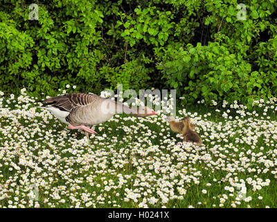 Graugans (Anser anser), die Mutter mit den Küken auf der Wiese mit Gänseblümchen, Österreich, Neusiedler See National Park Stockfoto