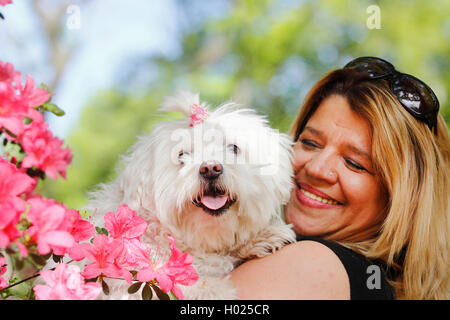 Maltesisch (Canis lupus f. familiaris), blonde Frau mit sieben Jahre alten maltesischen, Deutschland Stockfoto