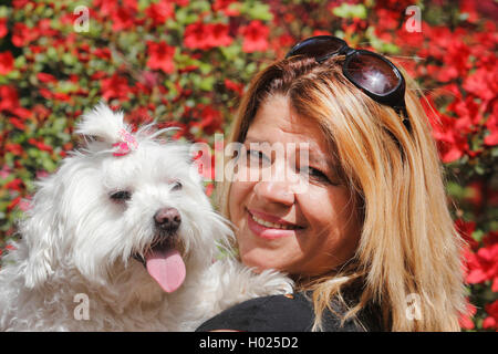 Maltesisch (Canis lupus f. familiaris), blonde Frau mit sieben Jahre alten maltesischen auf ihre Arme, Deutschland Stockfoto